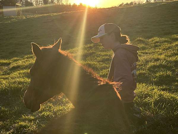 horse-haven-mare