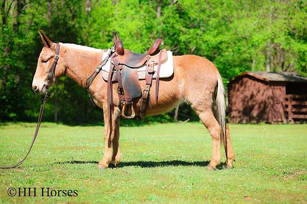 all-around-mule