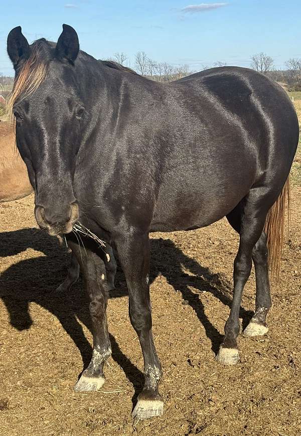 rmha-mare-broodmare
