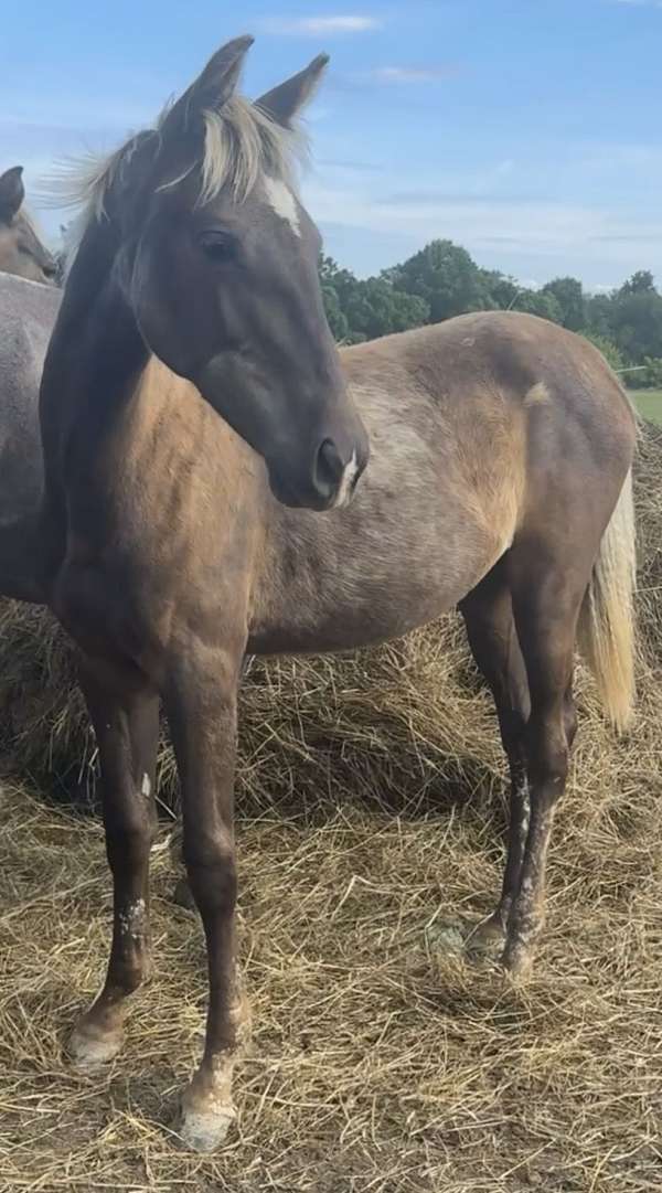 black-chocolate-kmsha-rmha-filly-stallion