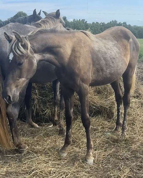 blue-boy-rocky-mountain-horse