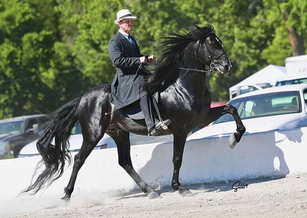 breaking-rocky-mountain-horse