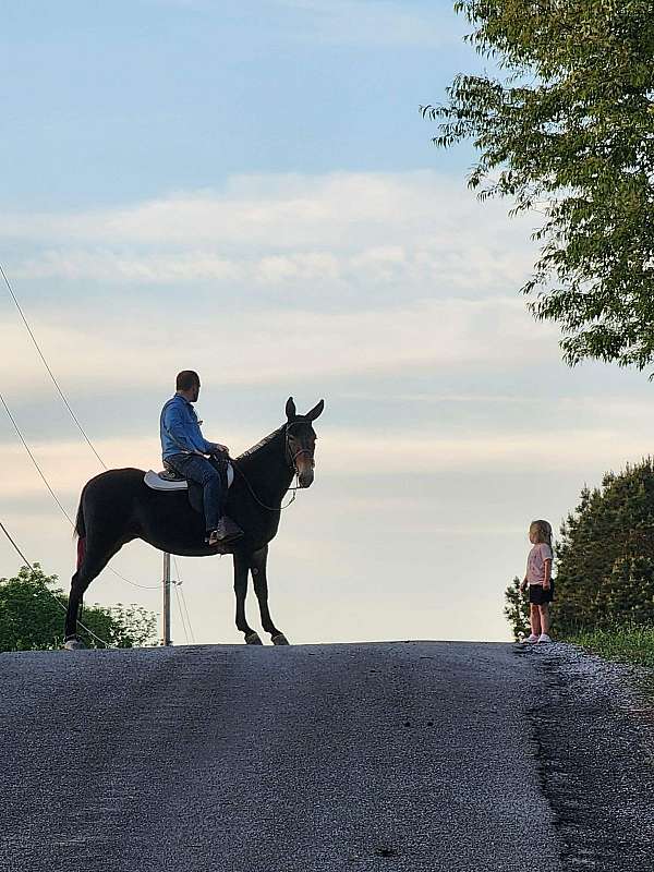 black-agmh-horse