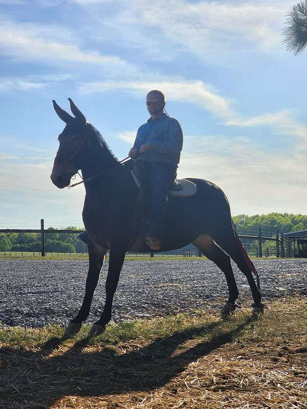 black-agmh-mare