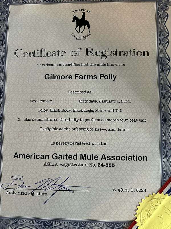 blue-ribbon-mule