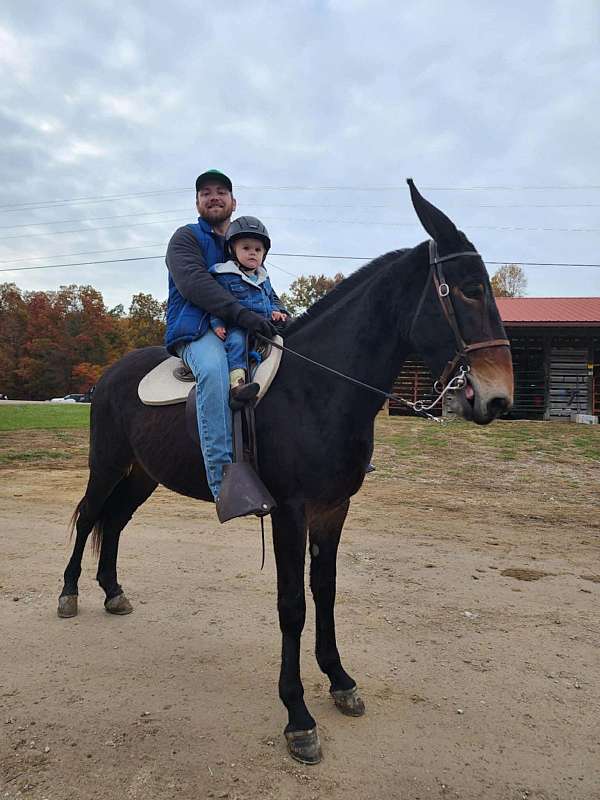 built-mule