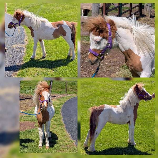 pinto-sorrel-pinto-filly-yearling
