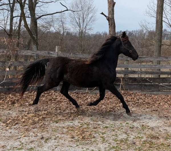 star-sock-horse