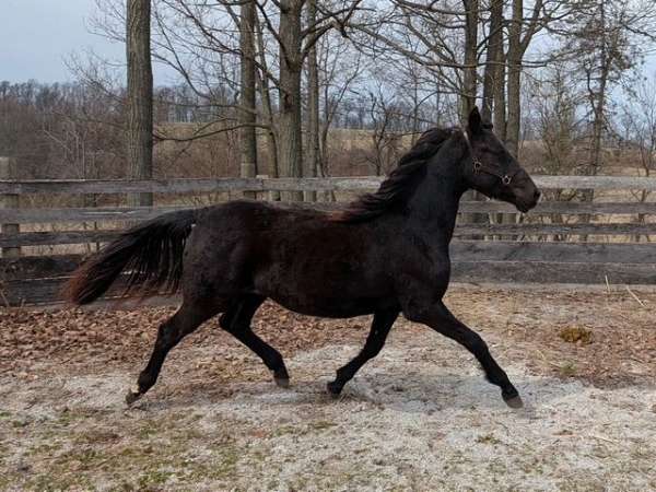 black-star-sock-horse