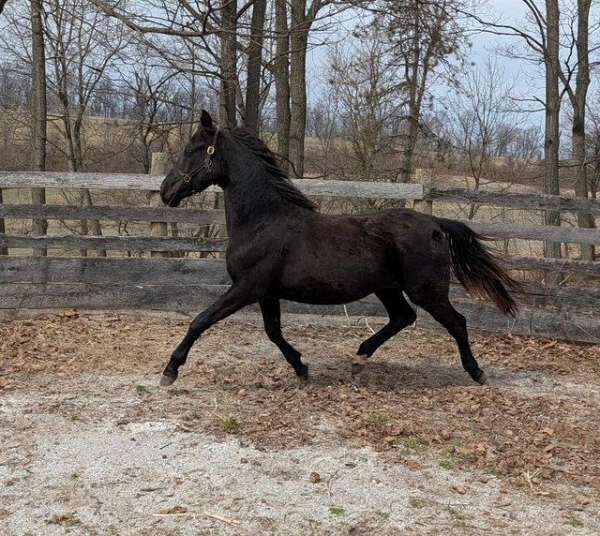 all-around-morgan-horse