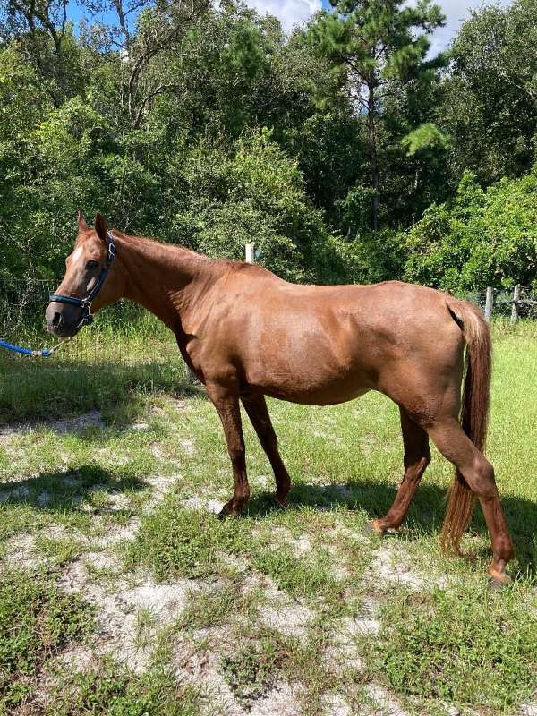 price-negotiable-arabian-horse