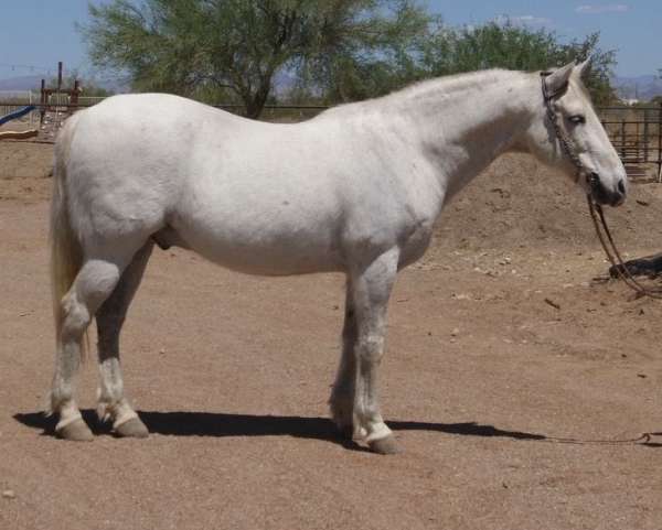 all-around-quarter-horse