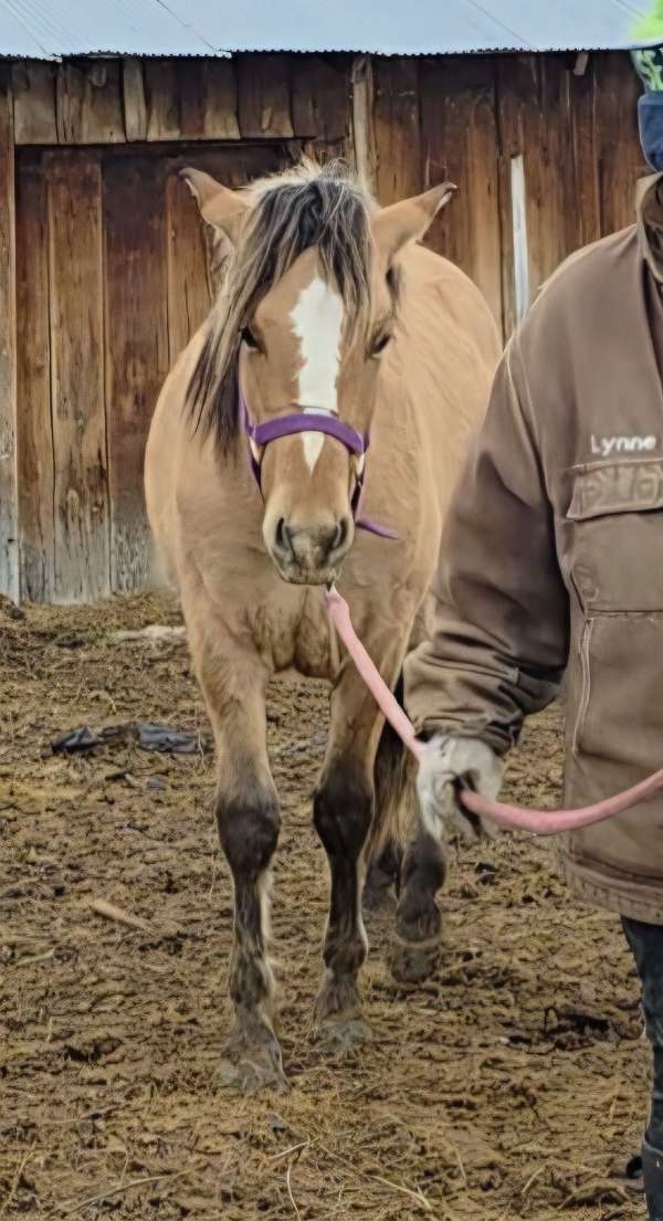 blaze-horse