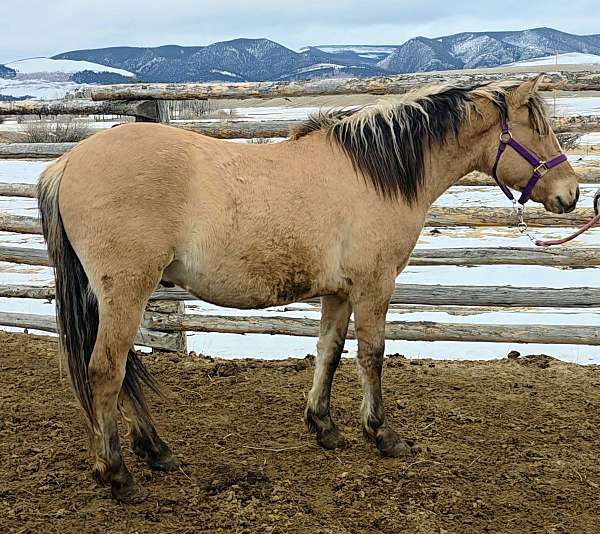 dun-blaze-horse