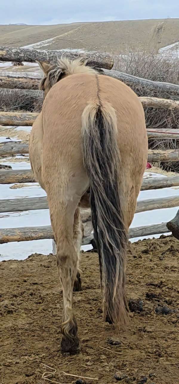 fjord-horse