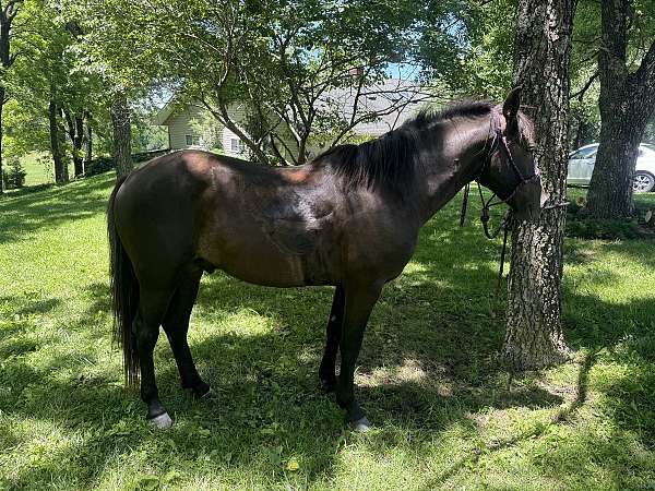 gaited-missouri-fox-trotter-horse