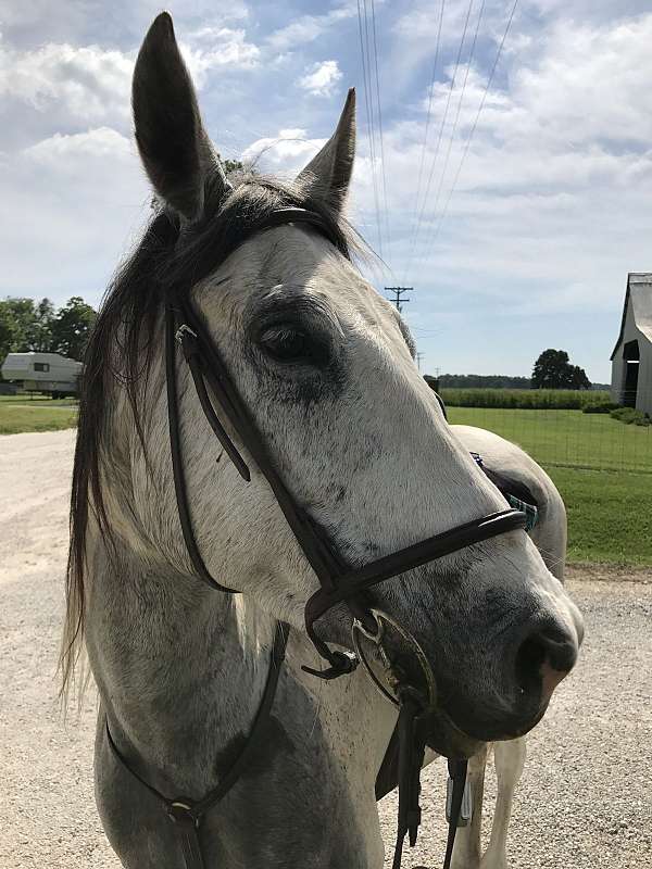 black-white-arabian-gelding