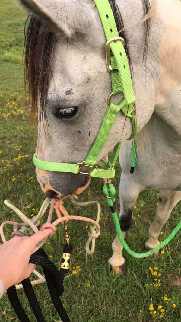 black-white-quarab-gelding
