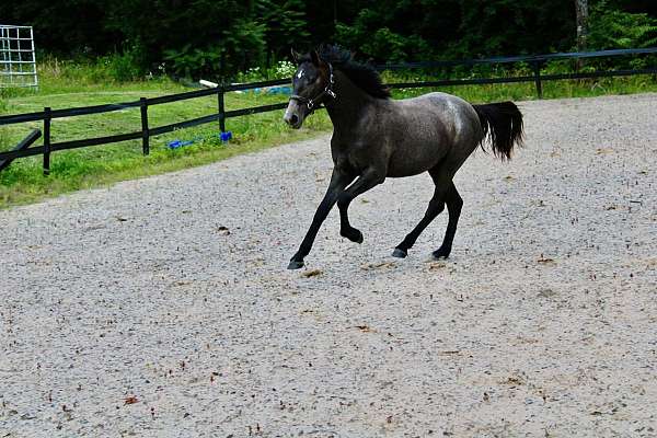 13-hand-oldenburg-filly