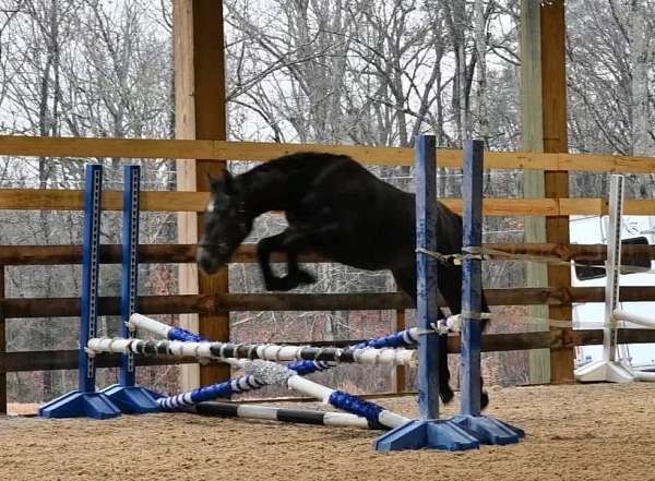 grey-oldenburg-pony