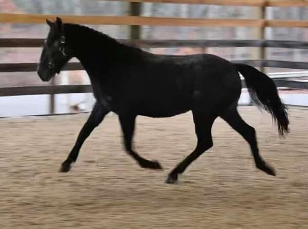 black-pony-yearling