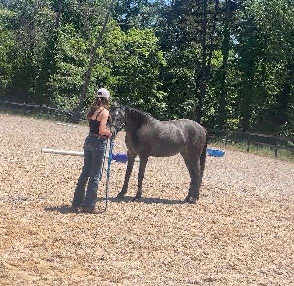 grey-oldenburg-filly