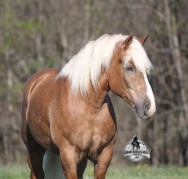 palomino-goldenblonde-sorrel-horse