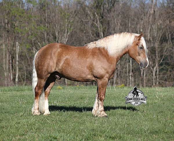 quarter-horse-belgian