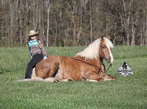 beginner-safe-belgian-horse