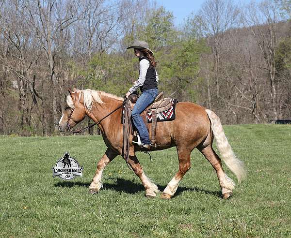 family-horse-belgian