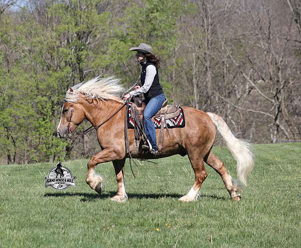 trail-belgian-horse