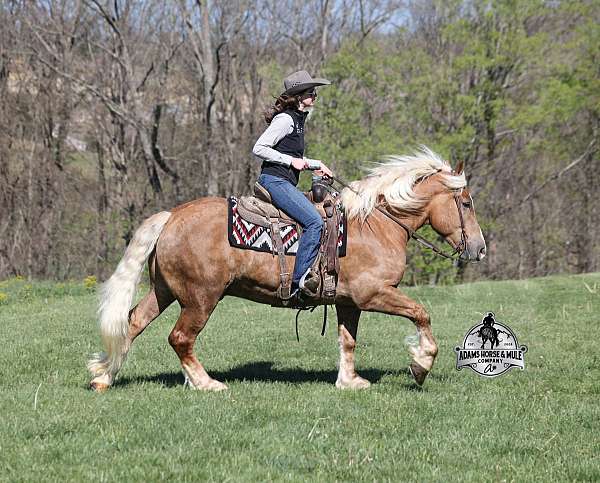 trick-belgian-horse