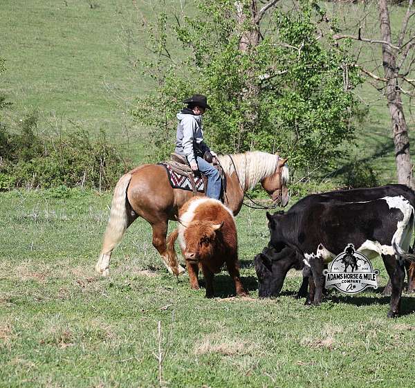 all-around-belgian-horse