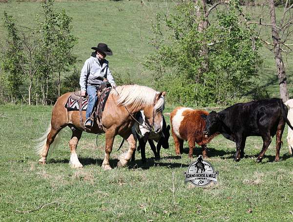athletic-belgian-horse