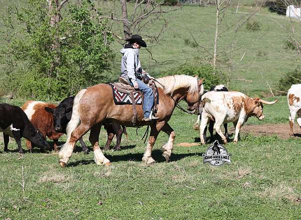 beginner-belgian-horse