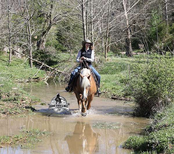 experienced-belgian-horse