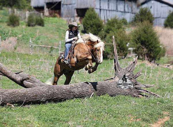 flashy-belgian-horse
