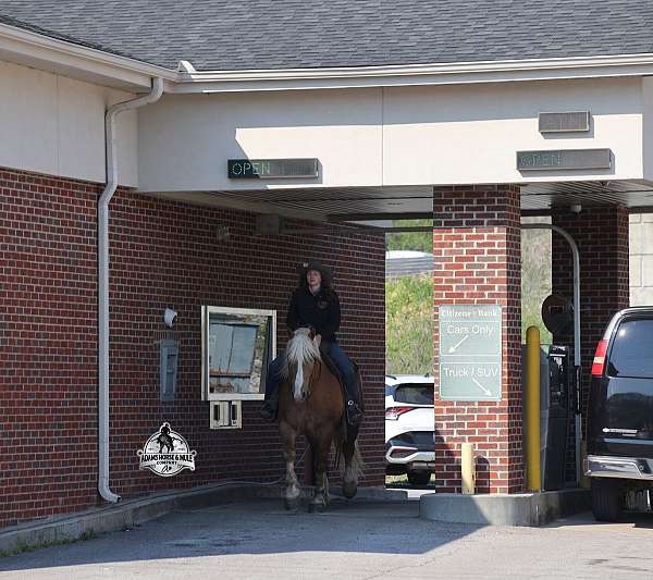 husband-safe-belgian-horse