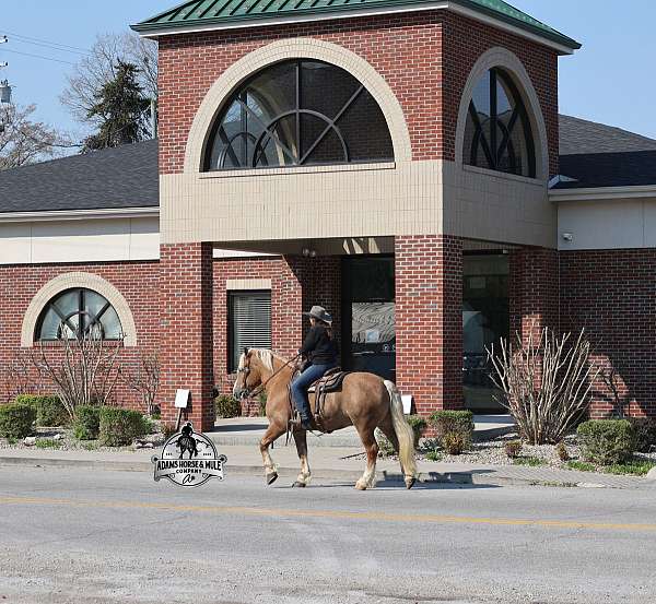 kid-safe-belgian-horse