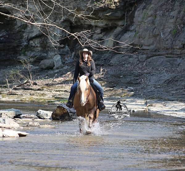 ranch-work-belgian-horse