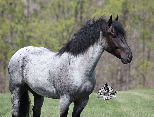 quarter-horse-draft