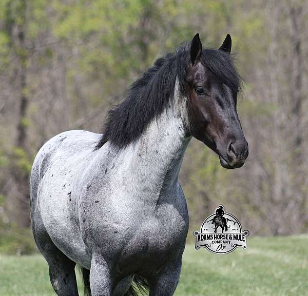 ranch-work-draft-horse