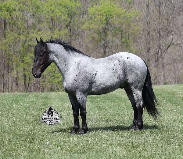 beginner-safe-draft-horse