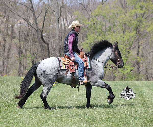 trail-draft-horse