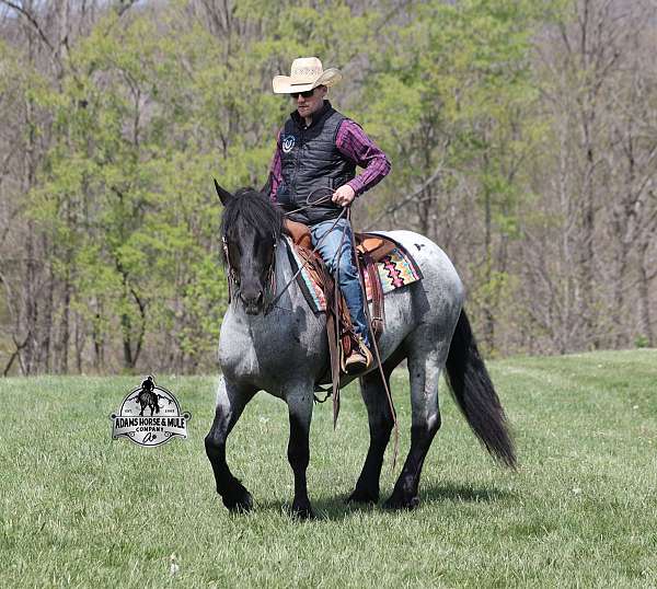 trick-draft-horse