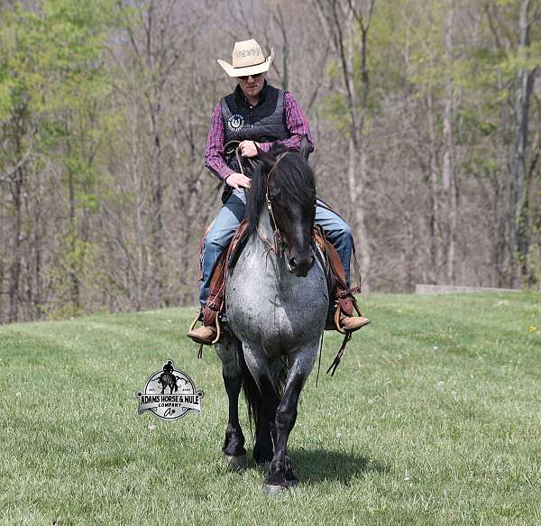 draft-horse