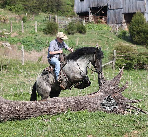 all-around-draft-horse
