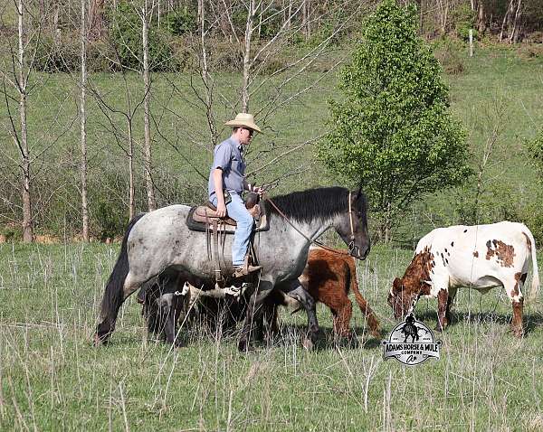 athletic-draft-horse