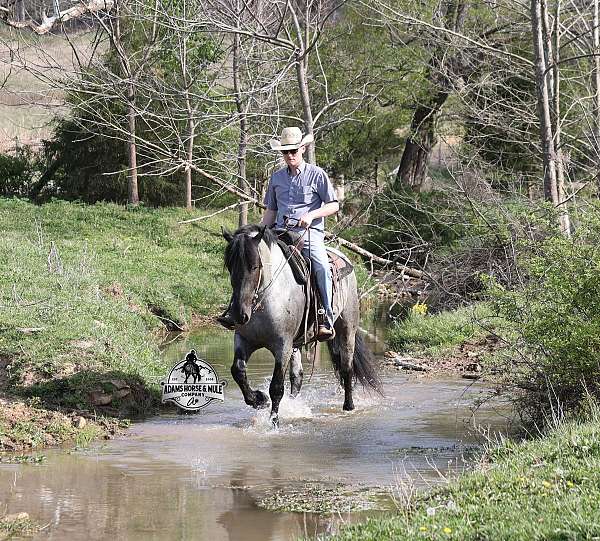 experienced-draft-horse