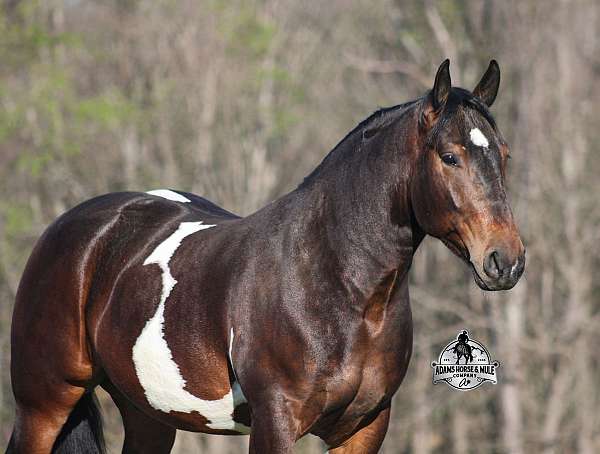 quarter-horse